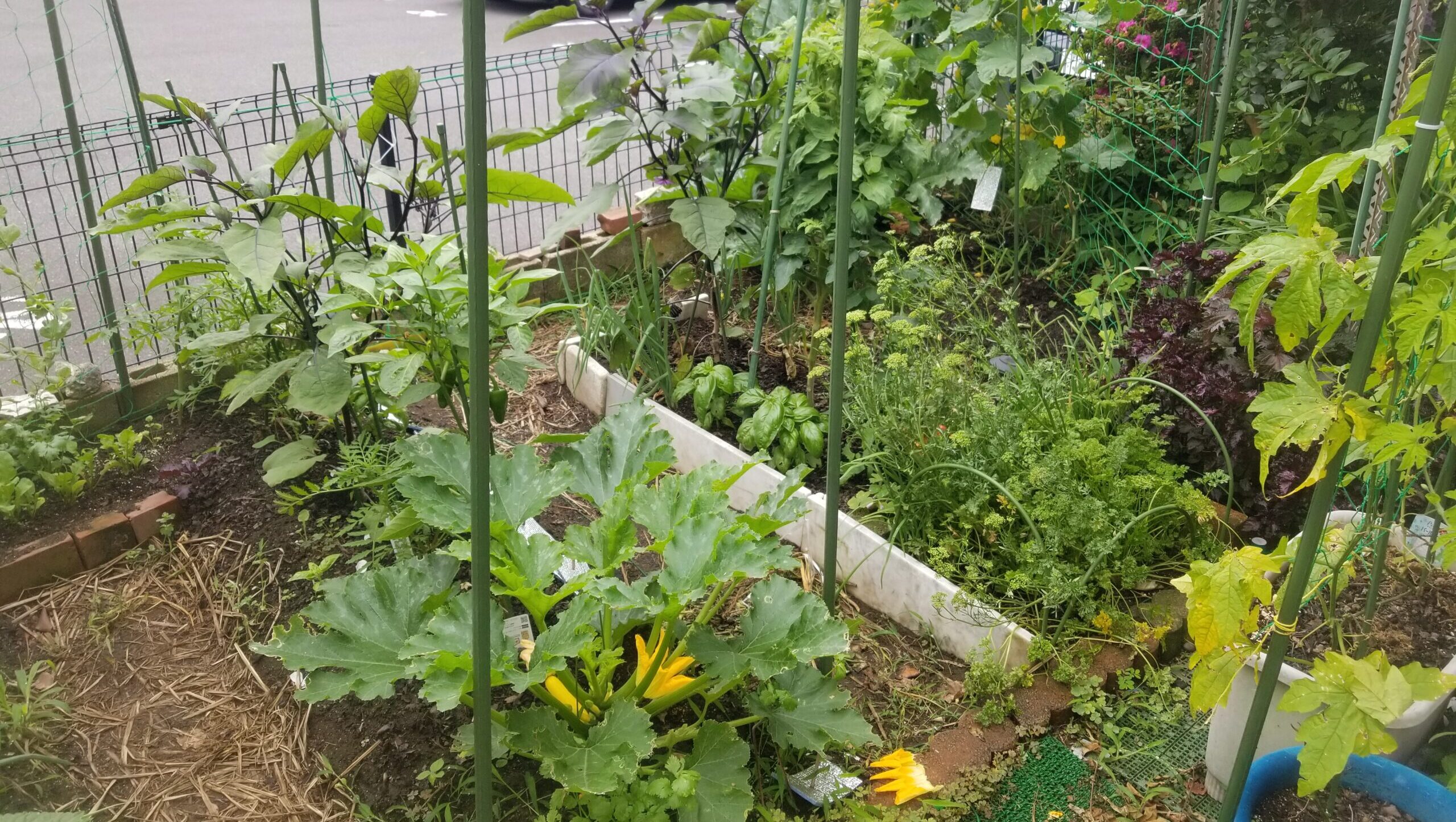 土と共に（家庭菜園）